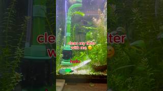 shrimp tank maintenance 🦐 aquascape shrimp aquarium [upl. by Azil57]