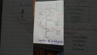 Digestion and Absorption of carbohydrates  Comparative animal and physiology  MSc 1styear [upl. by Yraht714]