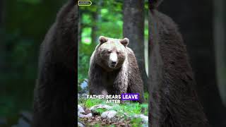 You Wont Believe Why Most Bears Are Solo Animals Shorts [upl. by Correna646]