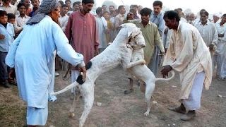 Bully Kutta vs Dogo Argentino  Highlights [upl. by Ethelbert]