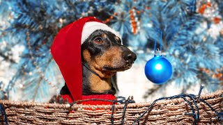 Its Time For a Christmas Tree Cute amp funny dachshund dog video [upl. by Eiddet]