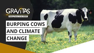 Gravitas Burping cows A major contributor to Methane emissions  Climate change  WION [upl. by Egedan]