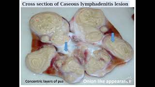 Caseous Lymphadenitis pathology pseudotuberculosis [upl. by Ah381]