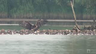 Eagle kills goose Biesbosch 08 2021 [upl. by Ecnahoy764]