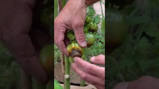 How to Prevent Blossom End Rot in Tomatoes [upl. by Emmeline]