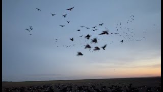 Smokin Barrels Saskatchewan Hunting Fall 23 [upl. by Borchers476]