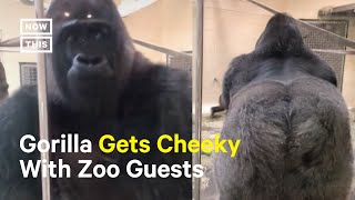 Gorilla Goes Viral for Hilarious Greeting [upl. by Favian540]