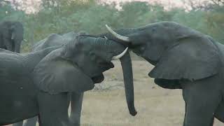 Exciting moments along the Mara River  Matira Safari Maasai Mara [upl. by Zehc]