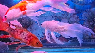 Calming Aquarium Water Sounds for Relaxation and Sleep  ASMR Ambience [upl. by Bbor419]