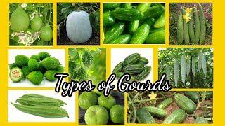 Types of Gourd  11 types of Gourds Gourd family with pictures  vegetables [upl. by Treborsemaj]