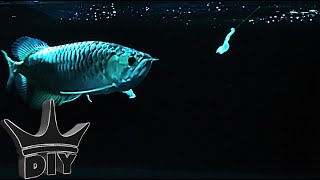 HOW TO Trick your aquarium fish into eating STEP BY STEP [upl. by Anierdna]