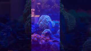 The Angle reef video aquarium fun love happiness motivation music happiness [upl. by Kathlin777]