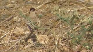 Greater Shorttoed Lark Calandrella brachydactyla Μικρογαλιάντρα  Τρασιηλούδα  Cyprus [upl. by Egrog]