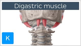 Digastric muscle  Origin Insertion Innervation amp Function  Anatomy  Kenhub [upl. by Minnaminnie687]