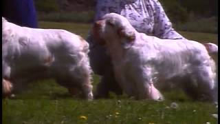 Clumber Spaniel  AKC Dog Breed Series [upl. by Uamak]