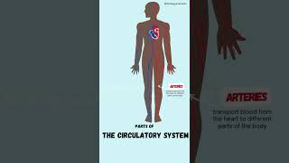 Parts of the Circulatory system [upl. by Ace]