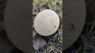 ГРИБ ДОЖДЕВИК Lycoperdon perlatum 3 Shorts [upl. by Carling196]