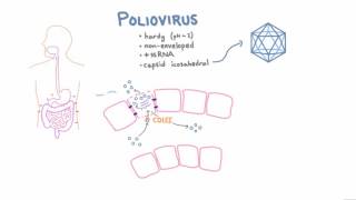 Polio Pathophysiology [upl. by Anatolio926]