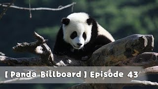 【Panda Billboard】Episode 43  iPanda [upl. by Shirleen372]