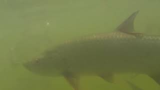 GoPro Tarpon at Robbies in the Florida Keys [upl. by Darya478]