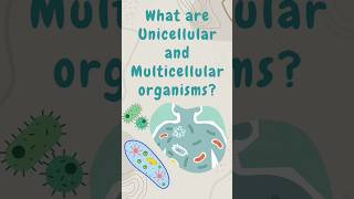 What are UNICELLULAR and MULTICELLULAR organisms🤨 learnbiology youtubeshorts [upl. by Constancia]