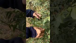 Tips off grow curry patta plant gardening curryplant curryleaves tree garlicvine shorts [upl. by Losiram]