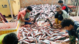 Amazing Indian Basa Fish Boneless and Skinless Cutting skillsIncredible pangash Fish Cuttingrrrm [upl. by Boice]