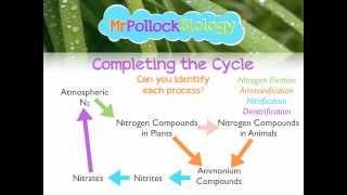 MrPollockBiology QampA 2 Nitrogen Cycle [upl. by Ecnedurp]