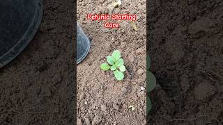 Petunia Starting Care in Pot petunia [upl. by Fletcher171]