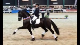 Fantastic Friesian dressage Horse [upl. by Heimer597]