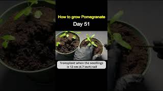 How to Grow Pomegranate from StoreBought Pomegranate [upl. by Analeh]