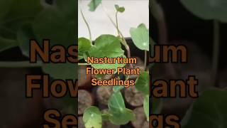 Nasturtium Flower Plant garden plantnatureviralvideo viralshorts video trending trend [upl. by Gabor]