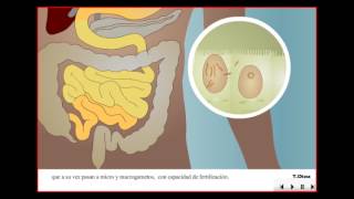 Isospora Belli ciclo biológico  Isosporosis [upl. by Aissatan]