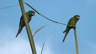 Canto de um casal de maracanãpequena Diopsittaca nobilis [upl. by Astri]