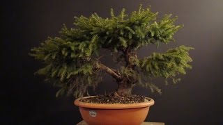 Picea abies Nidiformi [upl. by Gabrielle]