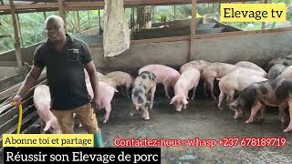 Réussir votre élevage de porc  comment éviter les maladies [upl. by Aibun483]