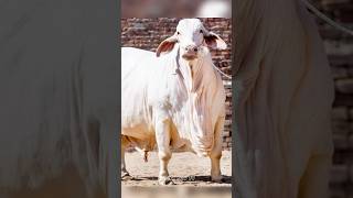 Cholistani Friesian Cross Big Cow Sale In Pakistan shorts cow friesiancow dairycowtv [upl. by Donaugh]