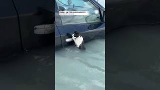 Cat Clinging to Door Handle Rescued From Dubai Flooding [upl. by Aicsile]