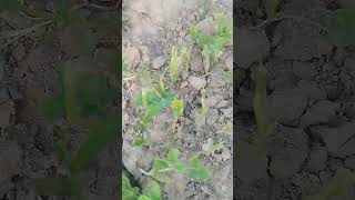 Nilgai ne nuksan kar diya khettrending khetikisanki viralvideo youtube vlog [upl. by Odelia]