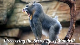 Unique and Beautiful Mandrill Monkey Animal The Natures Most Incredible Ape [upl. by Mora]