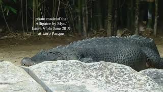 African Spurred Tortoise amp Alligators Loro Parque 2019 photos [upl. by Euginom132]