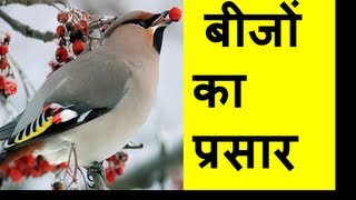 Seed Dispersal Types बीज प्रसार Hindi [upl. by Dorella]