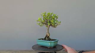 Bonsai Jasmim Anão 6 Anos [upl. by Arva]