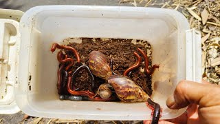 Berpetualang mencari millipede kaki seribu keong bekicot siput gepeng dan cacing [upl. by Alysa]