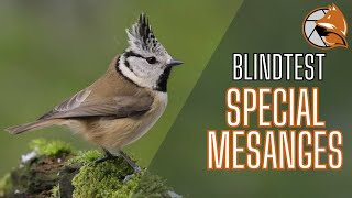 Mésanges  LE GRAND QUIZ MUSICAL DES OISEAUX [upl. by Neeuq]