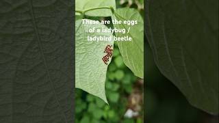 Nymphs  egg of a ladybug 🐞 beetle 🪲 S083 shorts youtubeshorts garden larva nature ladybug [upl. by Selokcin]