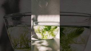 Ceratophyllum  Aquatic plant shorts aquaticplants ceratophyllum shortsvideo yt [upl. by Lukey]