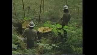 Valentine Logging  Coffman Cove Alaska  1983 [upl. by Natalee]