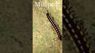 Millipede  Hakarella  හකරුල්ලා [upl. by Hallagan849]