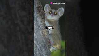 Top 5 Animals That Hibernate facts animals wildlife [upl. by Etnaihc]